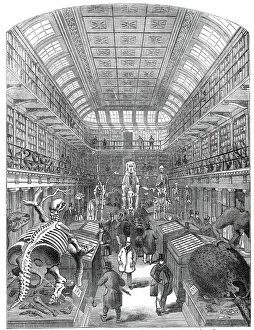 Display Case Prints: The Hunterian Museum, at the Royal College of Surgeons, 1845. Creator: Unknown