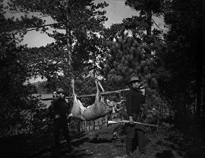 Dead Animal Prints: Hunting in the Adirondacks, c1903. Creator: Unknown