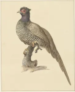 Pheasant Prints: Hunting pheasant, 1759-1842. Creator: Pieter Bartholomeusz. Barbiers