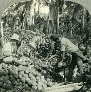 Plantation Worker Gallery: Husking Coconuts - a Familiar Scene in the Great Coconut Country near Pagsanjan, Island of Luzon