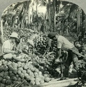Husking Coconuts - a Familiar Scene in the Great Coconut Country near Pagsanjan Husking Coconuts - a Familiar Scene in the Great Coconut Country near Pagsanjan