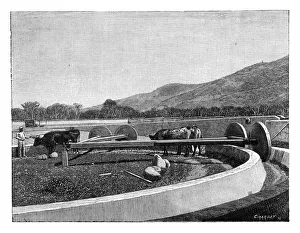 Coffee Plantation Collection: Mill for husking coffee, Central America, c1890