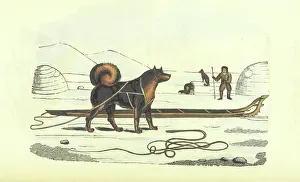 Huskies Prints: Husky and sledge, 1825. Creator: Unknown