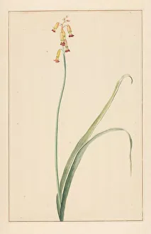 Hyacinth, 1746-1811. Creator: Vincent Jansz. van der Vinne