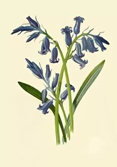 Scented Gallery: Hyacinth, 1877. Creator: Frederick Edward Hulme