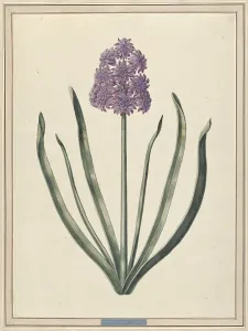 Hyacinthus Prints: Hyacinth (Charmante Violet), 1735. Creator: F. Wijandt