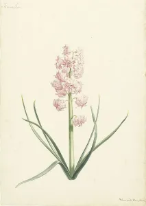 Hyacinthus Prints: Hyacinth Coraline, 1696-1742. Creator: Vincent Laurentsz. van der Vinne II