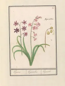 Deck Paint Prints: Hyacinth (Hyacinthus orientalis), 1596-1610. Creators: Anselmus de Boodt, Elias Verhulst