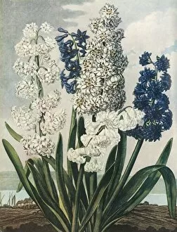 Edwards Gallery: Hyacinths, 1801, (1948). Creator: Thomas Warner