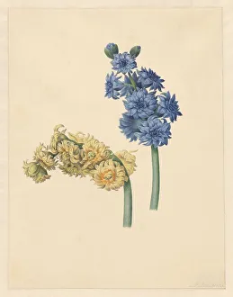 Hyacinthus Prints: Two hyacinths, 1823. Creator: Maria Margrita van Os