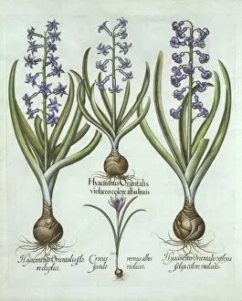 Crocus Gallery: Hyacinths and an Autumn Crocus, from Hortus Eystettensis, by Basil Besler (1561-1629), pub