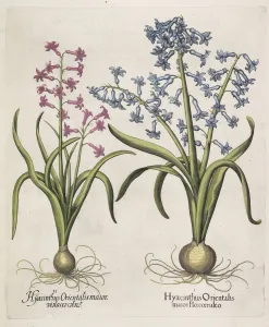 Besler Prints: Hyacinthus orientalis, 1613. Creator: Besler, Basilius (1561-1629)