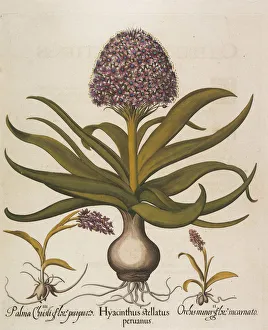 Besler Prints: Hyacinthus stellatus, 1613. Creator: Besler, Basilius (1561-1629)