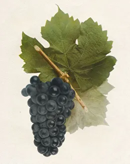 Vine Gallery: Hybrid Franc, 1908