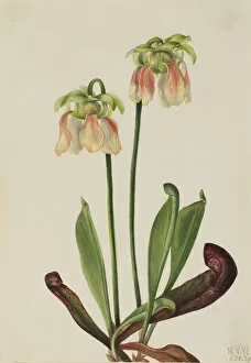 Carnivorous Plant Collection: Hybrid Pitcherplant (Sarracenia minor x psittacina), 1930. Creator: Mary Vaux Walcott