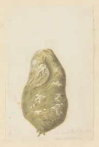 Odour Prints: Hydnora africana Thunb. bulb (Jackal-food plant), 1777-1786. Creator: Robert Jacob Gordon