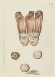 Cross Section Prints: Hydnora africana Thunb. details (Jackal-food plant)