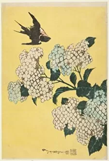 Coinage Collection: Hydrangea and Swallow, from an untitled series of large flowers, Japan, c. 1833 / 34