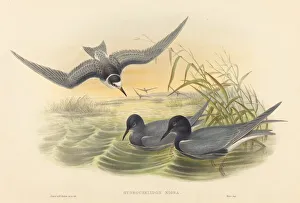Richter Henry Constantine Prints: Hydrochelidon nigra. Creators: John Gould, Henry Constantine Richter
