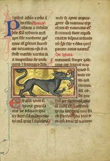 Bestiary Prints: A Hyena; De Natura Avium; De Pastoribus et Ovibus; Bestiarium