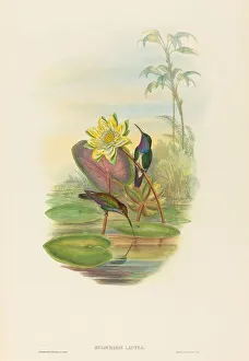 Hylocharis lactea (Sapphire-breasted Emerald). Creators: John Gould Hylocharis lactea (Sapphire-breasted Emerald). Creators: John Gould