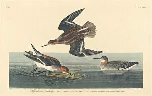 Wading Bird Gallery: Hyperborean Phalarope, 1834. Creator: Robert Havell
