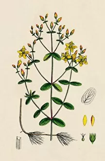 Roots Gallery: Hypericum Boeticum. Waved-leaved St. Johns Wort, 19th Century