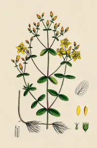 Roots Gallery: Hypericum Boeticum. Waved-leaved St. Johns Wort, 19th Century
