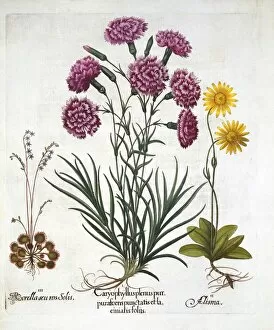 Medicinal Gallery: i. Carnation, Dianthius, ii. Arnica & iii. Round Leaved Sundew from Hortus Eystettensis