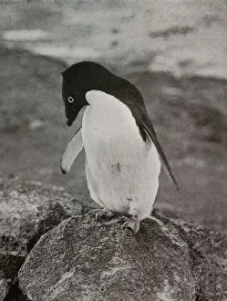 Penguin Prints: I Don t Care What Becomes Of Me, c1910-1913, (1913). Artist: Herbert Ponting