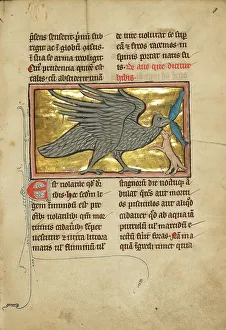 Wading Bird Prints: An Ibis with Two Fish in its Beak; De Natura Avium; De Pastoribus et Ovibus