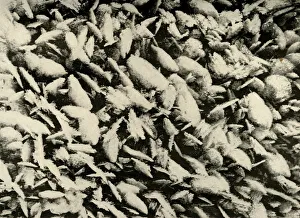 South Pole Collection: Ice Crystals on roof of the Hut Porch, c1908, (1909)