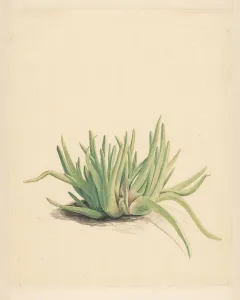 Succulent Prints: Ice plant, 1746-1811. Creator: Vincent Jansz. van der Vinne