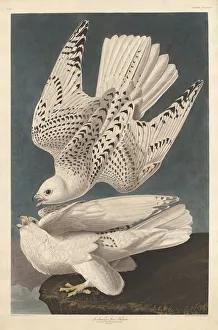 Iceland or Jer Falcon, 1837. Creator: Robert Havell
