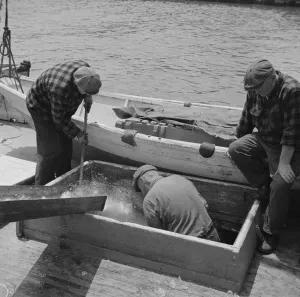 Fish Market Prints: Icing the hold of a ship at the Fulton fish market, New York, 1943. Creator: Gordon Parks