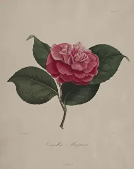 Iconographie du genre camellia: No. 171, 1839-1843. Creator: Abbe Laurent Berlese