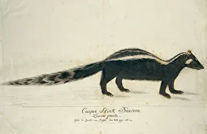 Watercolor Paint Prints: Icotnyx striatus (Striped polecat or Zorille), 1773-1780. Creator: Robert Jacob Gordon