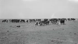 Ranch Prints: Ideal grazing conditions are afforded by this area if it is properly utilized
