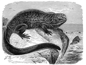 Darwin Prints: Iguana, the great herbivorous sea lizard of the Galapagos Islands