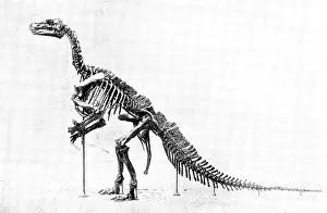 Co Operation Prints: The Iguanodon Skeleton, the original of which is in the Royal Museum at Brussels