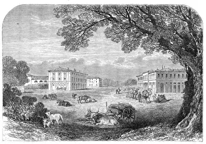 Ox Cart Prints: Il Gombo, near Pisa, the Acclimatisation Farm of His Majesty Victor Emmanuel