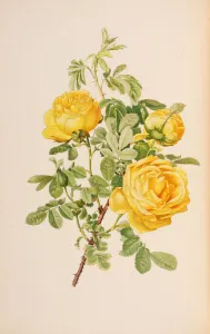 Parsons Prints: Illustration from The genus rosa by Ellen Willmott, 1914