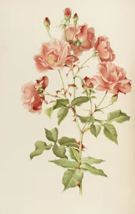 Illustration from The genus rosa by Ellen Willmott, 1914