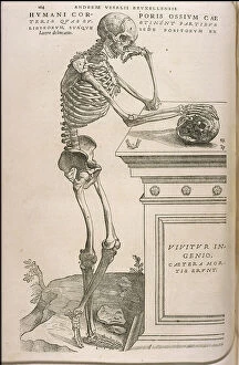 Illustration from De humani corporis fabrica by Andreas Vesalius, ca 1543