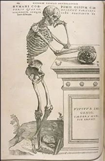 Calcar Gallery: Illustration from De humani corporis fabrica by Andreas Vesalius, ca 1543