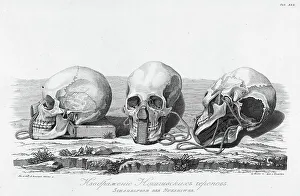 Illustration of Nukagiva Skulls, 1813. Creator: Unknown