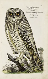 1733 Prints: Illustration from Ornithology - Presentation of the birds by Johann Leonhard Frisch