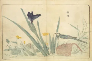 Landscapeanimals And Birds Prints: Illustration from Pictures of Imported Birds