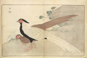 Landscapeanimals And Birds Prints: Illustration from Pictures of Imported Birds