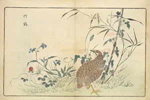 Landscapeanimals And Birds Prints: Illustration from Pictures of Imported Birds